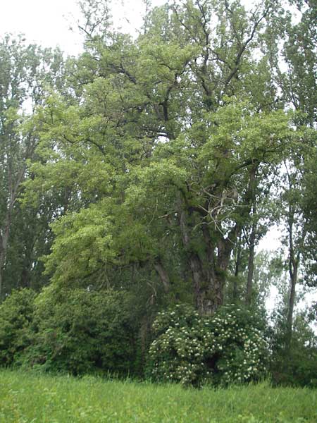 Populus nigra \ Schwarz-Pappel / Black Poplar, D Mainz 31.5.2012