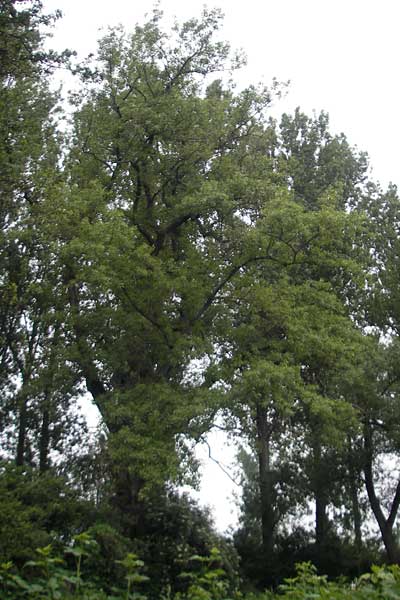 Populus nigra \ Schwarz-Pappel / Black Poplar, D Mainz 31.5.2012