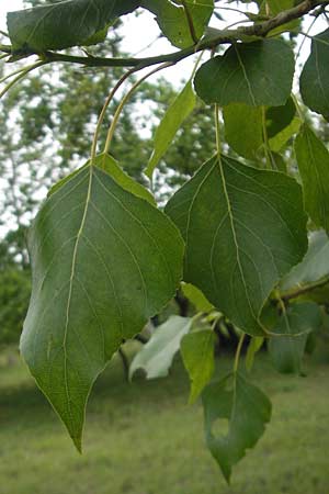 Populus nigra \ Schwarz-Pappel / Black Poplar, D Mainz 31.5.2012