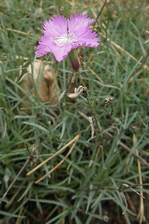 Dianthus gratianopolitanus \ Pfingst-Nelke / Cheddar Pink, D Kipfenberg 7.6.2012