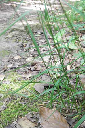 Poa nemoralis / Wood Meadow Grass, D Bruchsal 23.6.2012