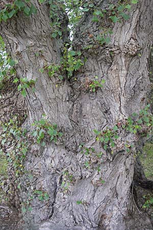 Populus nigra \ Schwarz-Pappel, D Mainz 30.6.2012