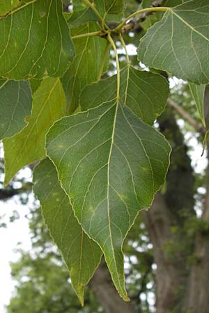 Populus nigra \ Schwarz-Pappel / Black Poplar, D Mainz 30.6.2012