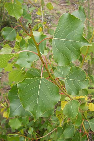 Populus nigra \ Schwarz-Pappel, D Mainz 30.6.2012