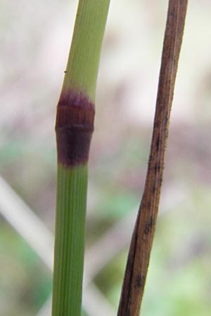 Phleum nodosum \ Knolliges Lieschgras, Bertolonis Wiesen-Lieschgras, D Groß-Gerau 28.9.2012