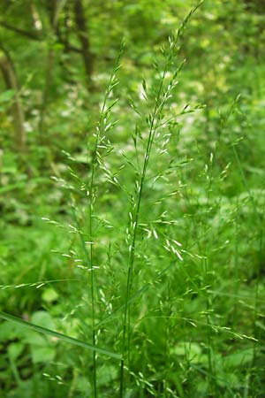 Poa nemoralis / Wood Meadow Grass, D Bensheim-Langwaden 14.5.2013