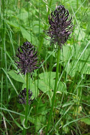 Phyteuma nigrum \ Schwarze Teufelskralle, D Blankenau bei Fulda 7.6.2013