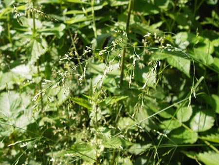 Poa nemoralis / Wood Meadow Grass, D Lobbach-Waldwimmersbach 19.6.2013