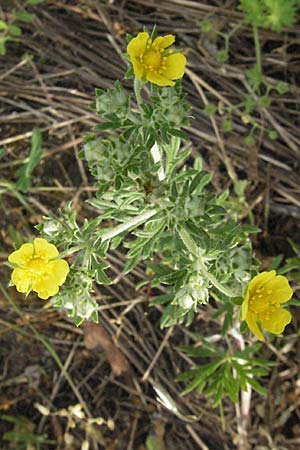 Potentilla argentea agg., Hoary Cinquefoil