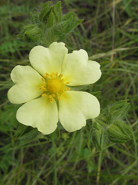 Potentilla recta \ Aufrechtes Fingerkraut, Hohes Fingerkraut, D Hemsbach 16.6.2006