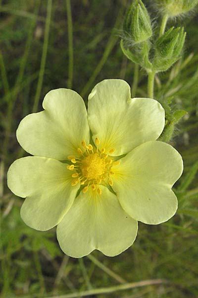 Potentilla recta \ Aufrechtes Fingerkraut, Hohes Fingerkraut / Sulphur Cinquefoil, D Odenwald, Mörlenbach 16.6.2006