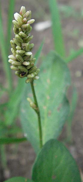 Persicaria brittingeri \ Ufer-Knterich, Fluss-Knterich / Pale Persicaria, D Weinheim an der Bergstraße 10.7.2006