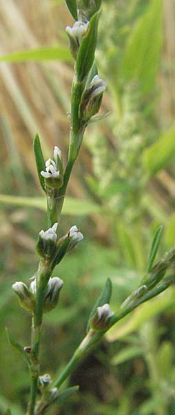 Polygonum aviculare \ Echter Vogel-Knterich / Common Knotgrass, English Knotgrass, D Weinheim an der Bergstraße 10.7.2006