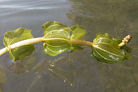 Potamogeton perfoliatus \ Durchwachsenes Laichkraut / Perfoliate Pontweed, D Altrip 16.7.2006