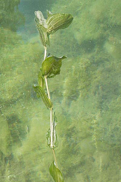 Potamogeton perfoliatus \ Durchwachsenes Laichkraut, D Altrip 16.7.2006