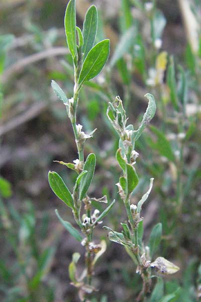 Polygonum aviculare \ Echter Vogel-Knterich / Common Knotgrass, English Knotgrass, D Mannheim 20.7.2006