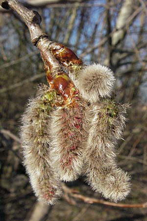 Populus alba \ Silber-Pappel, D Mannheim 12.3.2007