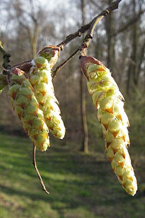 Carpinus betulus \ Hain-Buche, Wei-Buche, D Mannheim 26.3.2007