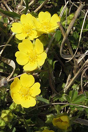 Potentilla verna \ Frhlings-Fingerkraut / Spring Cinquefoil, D Neuleiningen 5.4.2007