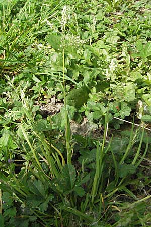 Poa annua \ Einjhriges Rispengras, D Weinheim an der Bergstraße 24.4.2007