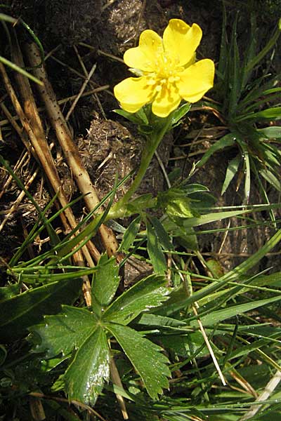 Potentilla aurea \ Gold-Fingerkraut / Golden Cinquefoil, D Schwarzwald/Black-Forest, Feldberg 28.4.2007