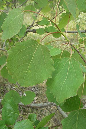 Populus tremula \ Zitter-Pappel, Espe, D Mannheim 29.4.2007