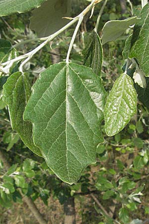 Populus alba \ Silber-Pappel / White Poplar, D Mannheim 29.4.2007