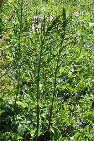 Polygonatum verticillatum / Whorled Solomon's Seal, D Hüfingen 18.5.2007