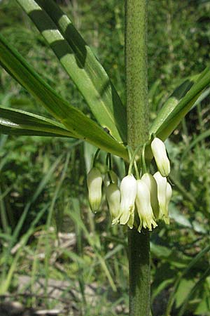 Polygonatum verticillatum \ Quirlblttrige Weiwurz, D Hüfingen 18.5.2007