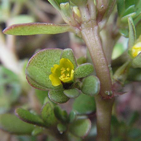 Portulaca oleracea agg. / Common Purslane, D Germersheim-Lingenfeld 28.7.2007