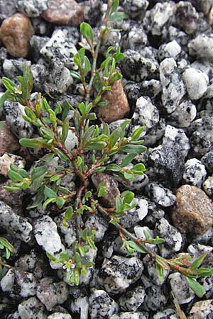 Polygonum rurivagum \ Unbestndiger Vogel-Knterich, Schmalblttriger Acker-Vogelknterich / Cornfield Knotgrass, Narrow-Leaf Knotweed, D Bensheim 5.7.2007