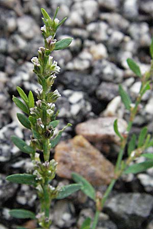 Polygonum rurivagum \ Unbestndiger Vogel-Knterich, Schmalblttriger Acker-Vogelknterich / Cornfield Knotgrass, Narrow-Leaf Knotweed, D Bensheim 5.7.2007