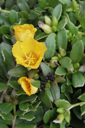 Portulaca grandiflora \ Portulak-Rschen / Moss Rose Purslane, D Bensheim 5.7.2007