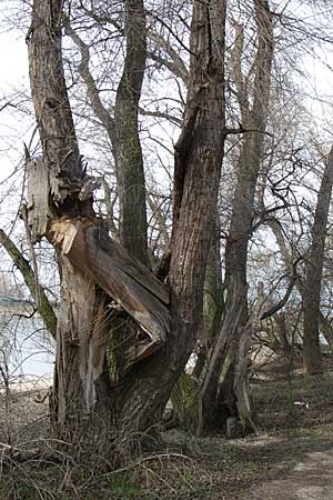 Populus x canadensis \ Kanadische Pappel, Bastard-Schwarzpappel / Black Poplar, D Ketsch 9.3.2008