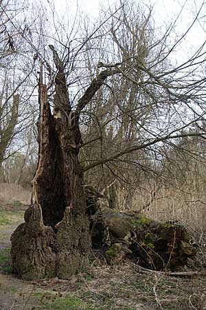 Populus x canadensis \ Kanadische Pappel, Bastard-Schwarzpappel, D Ketsch 9.3.2008