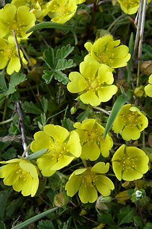 Potentilla incana \ Sand-Fingerkraut, D Viernheim 23.4.2008