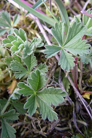 Potentilla incana \ Sand-Fingerkraut, D Viernheim 23.4.2008