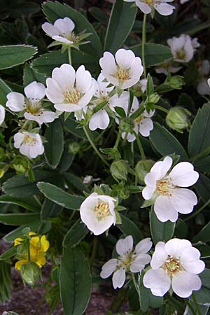 Potentilla alba / White Cinquefoil, D Weinheim an der Bergstraße, Botan. Gar.  Hermannshof 26.4.2008