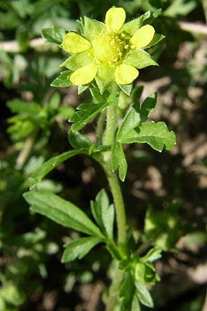 Potentilla supina / Carpet Cinquefoil, D Lampertheim 18.6.2008