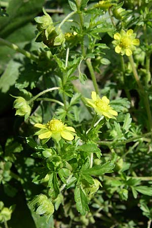 Potentilla supina \ Niedriges Fingerkraut / Carpet Cinquefoil, D Lampertheim 18.6.2008