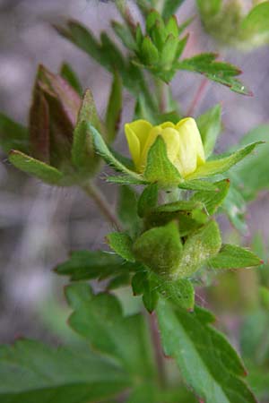 Potentilla intermedia \ Mittleres Fingerkraut / Downy Cinquefoil, Russian Cinquefoil, D Rheinstetten-Silberstreifen 21.7.2008