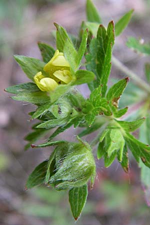 Potentilla intermedia \ Mittleres Fingerkraut / Downy Cinquefoil, Russian Cinquefoil, D Rheinstetten-Silberstreifen 21.7.2008