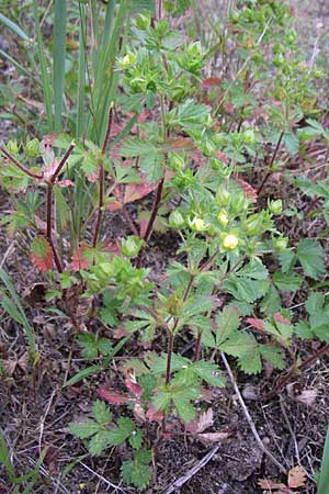 Potentilla intermedia / Downy Cinquefoil, Russian Cinquefoil, D Rheinstetten-Silberstreifen 21.7.2008