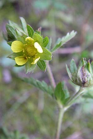 Potentilla intermedia \ Mittleres Fingerkraut / Downy Cinquefoil, Russian Cinquefoil, D Rheinstetten-Silberstreifen 21.7.2008