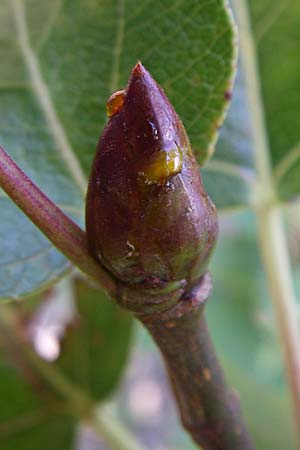 Populus balsamifera agg. \ Balsam-Pappel / Balsam Poplar, D Rheinstetten-Silberstreifen 31.7.2008