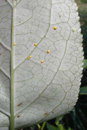 Populus balsamifera agg. \ Balsam-Pappel / Balsam Poplar, D Rheinstetten-Silberstreifen 16.8.2008