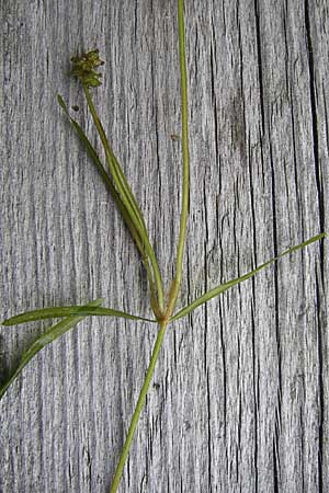 Potamogeton berchtoldii \ Berchtolds Zwerg-Laichkraut / Small Pontweed, D Rheinstetten-Silberstreifen 18.8.2008