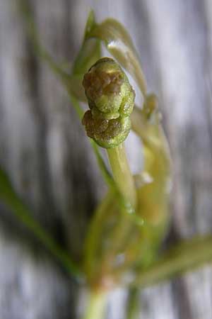 Potamogeton berchtoldii \ Berchtolds Zwerg-Laichkraut / Small Pontweed, D Rheinstetten-Silberstreifen 18.8.2008