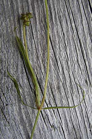 Potamogeton berchtoldii \ Berchtolds Zwerg-Laichkraut / Small Pontweed, D Rheinstetten-Silberstreifen 18.8.2008