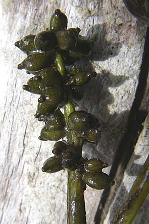 Potamogeton perfoliatus \ Durchwachsenes Laichkraut / Perfoliate Pontweed, D Sasbach am Kaiserstuhl 23.8.2008